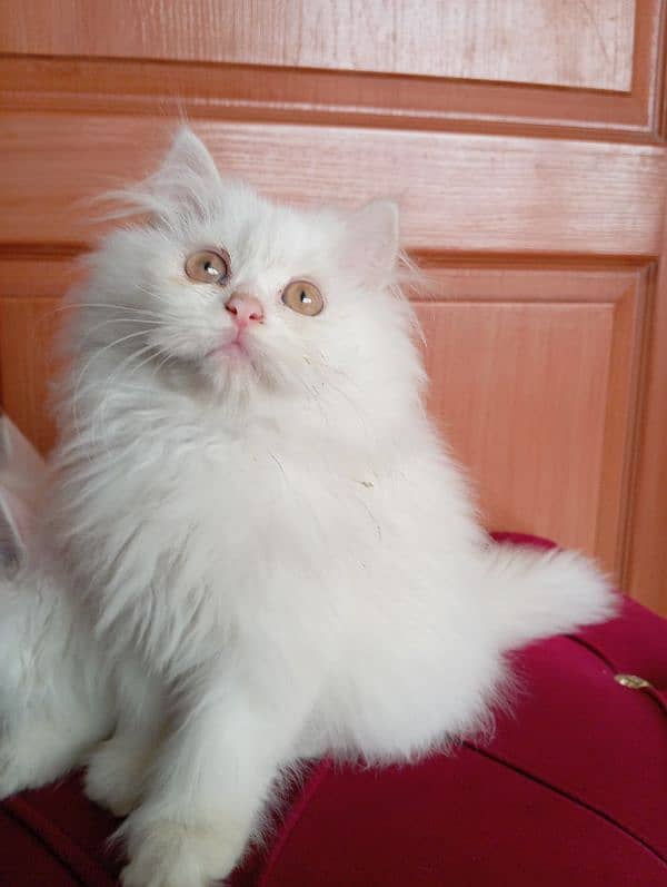 High Quality Persian kittens 11