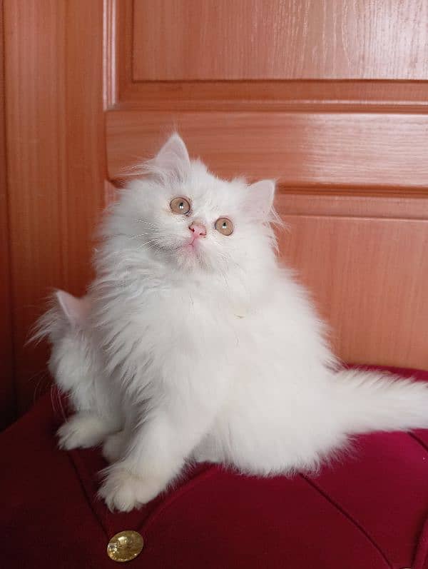 High Quality Persian kittens 12