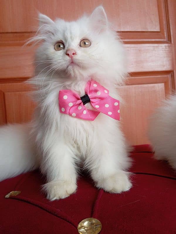 High Quality Persian kittens 14