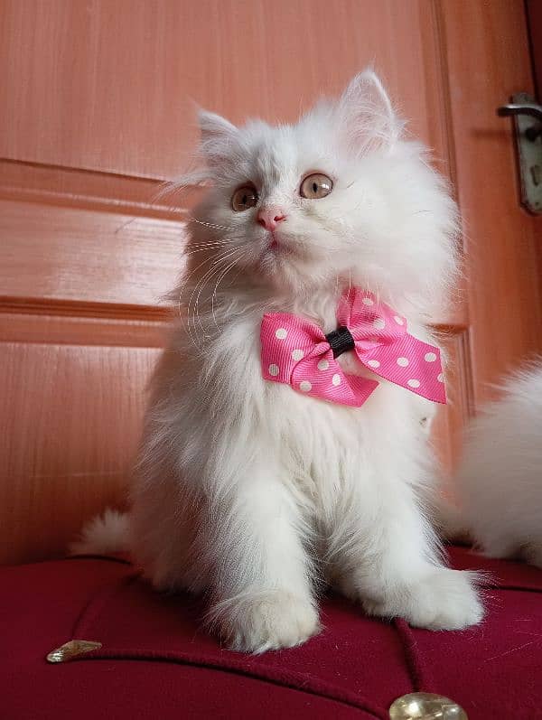 High Quality Persian kittens 15