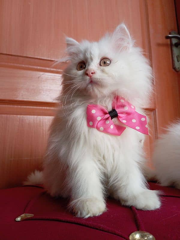 High Quality Persian kittens 16