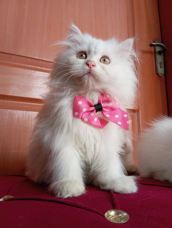 High Quality Persian kittens 17