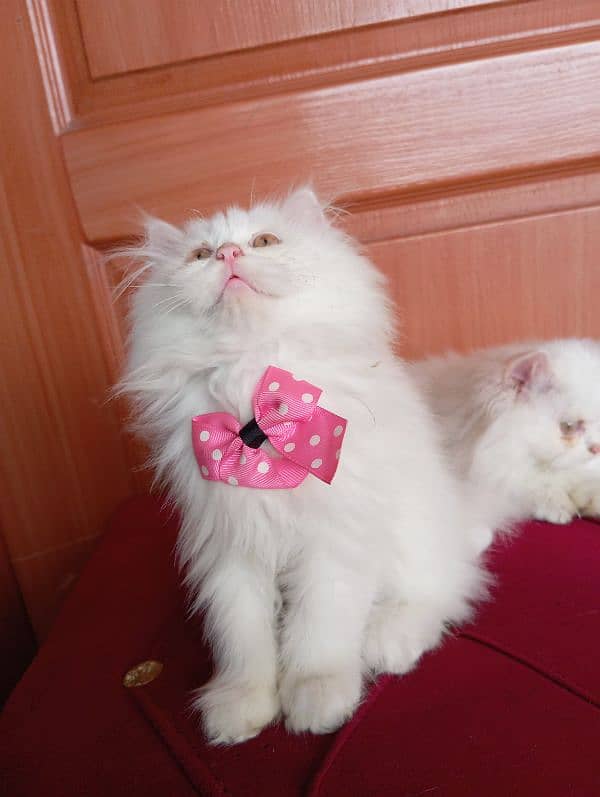 High Quality Persian kittens 19