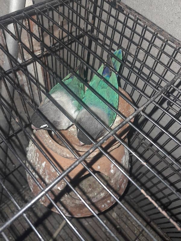 love bird two breeder pair or astalion breeder pair and cage 5