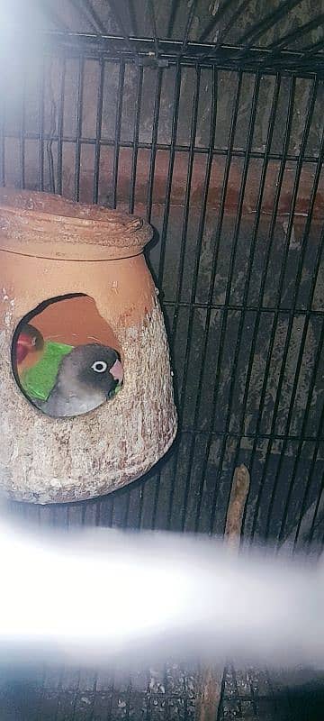 love bird two breeder pair or astalion breeder pair and cage 7