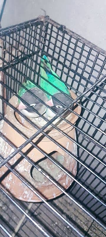 love bird two breeder pair or astalion breeder pair and cage 8