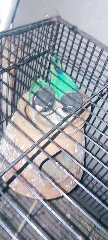 love bird two breeder pair or astalion breeder pair and cage 9