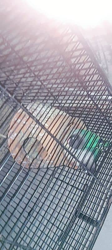 love bird two breeder pair or astalion breeder pair and cage 11