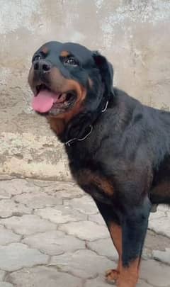 American rottweiler