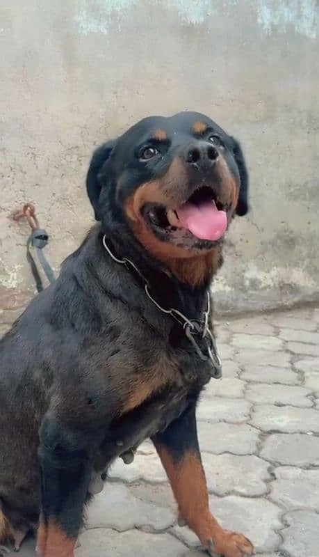 American rottweiler 1