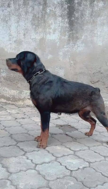 American rottweiler 2