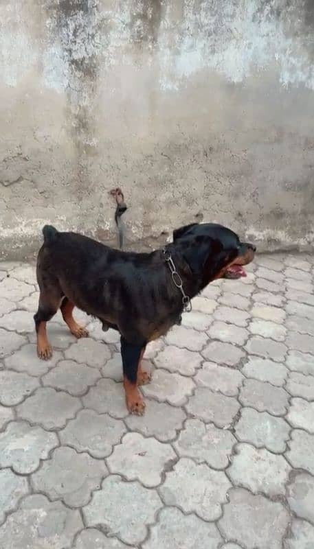 American rottweiler 4