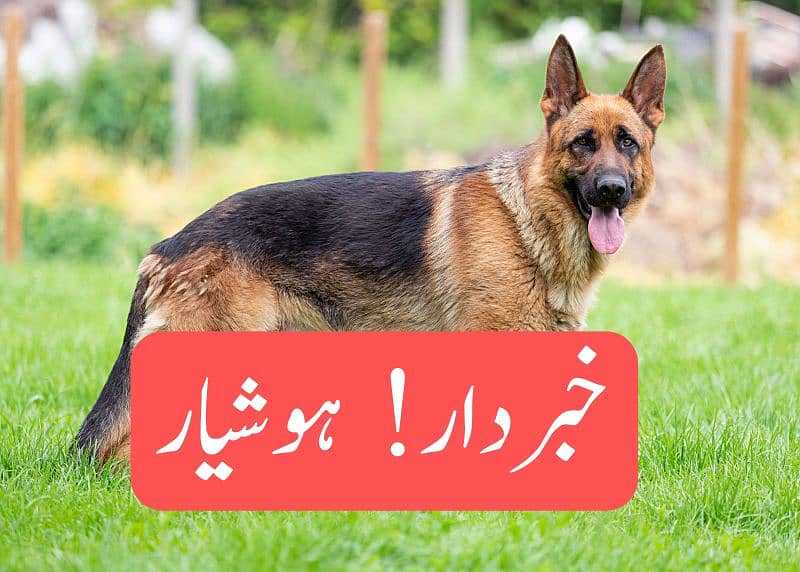 German shepherd puppy Must Read 0