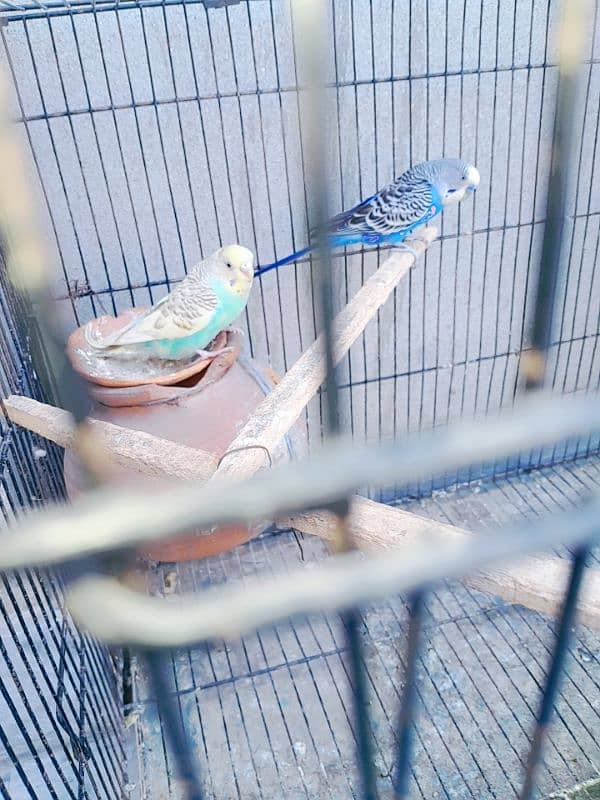 love bird two breeder pair or astalion breeder pair and cage 12