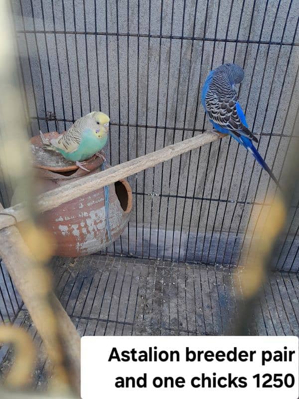 love bird two breeder pair or astalion breeder pair and cage 13