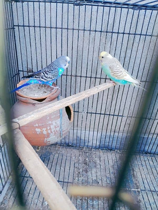 love bird two breeder pair or astalion breeder pair and cage 14