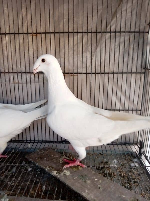 fancy pigeon German beauty 0