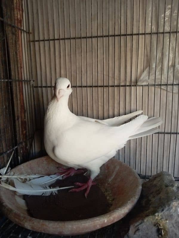 fancy pigeon German beauty 4