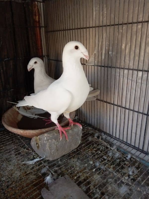 fancy pigeon German beauty 5