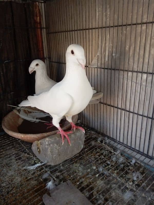 fancy pigeon German beauty 8