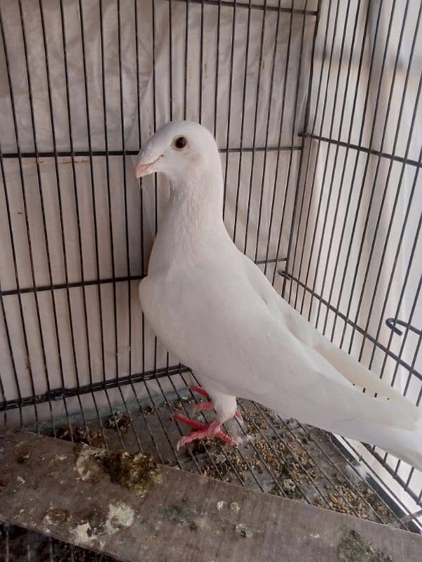 fancy pigeon German beauty 10