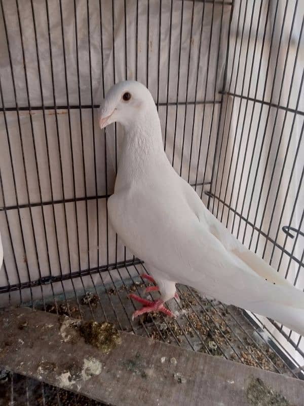 fancy pigeon German beauty 12