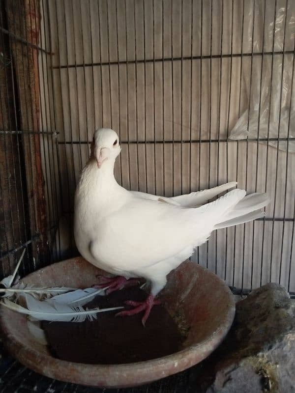 fancy pigeon German beauty 13