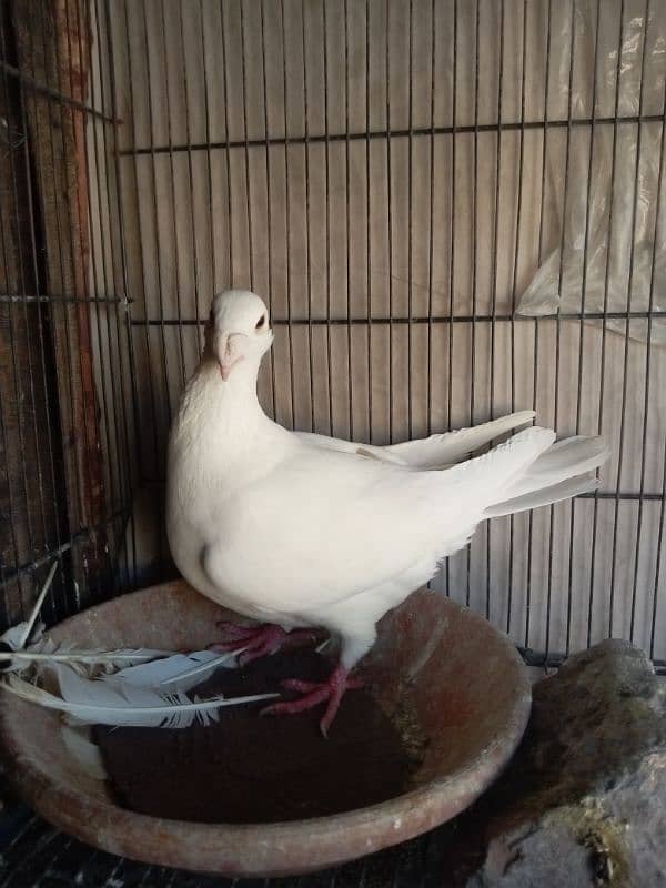 fancy pigeon German beauty 14