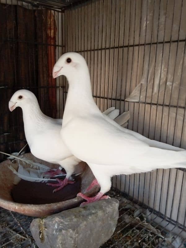 fancy pigeon German beauty 16