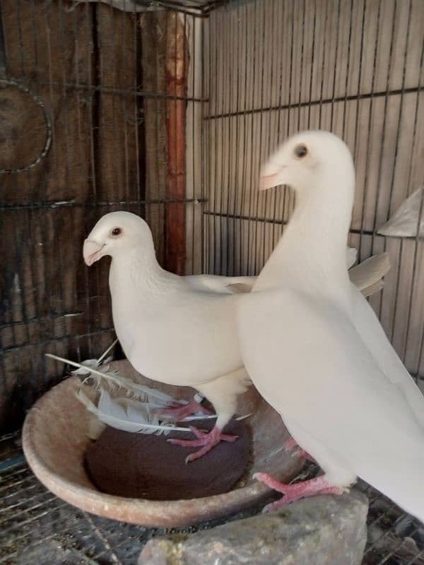 fancy pigeon German beauty 17