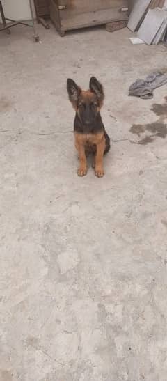 female german shepherd for sale