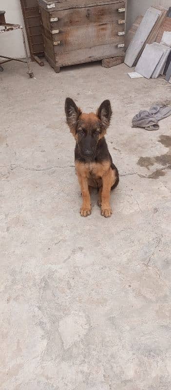 female german shepherd for sale 1