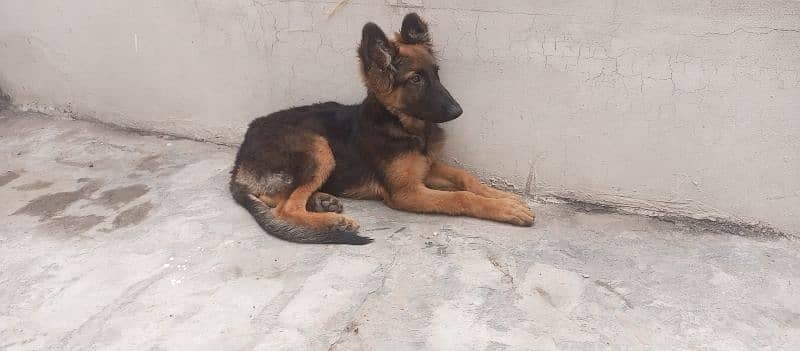 female german shepherd for sale 2