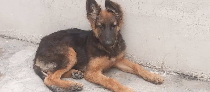 female german shepherd for sale 3