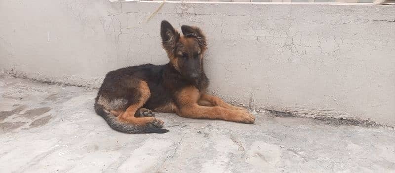 female german shepherd for sale 4