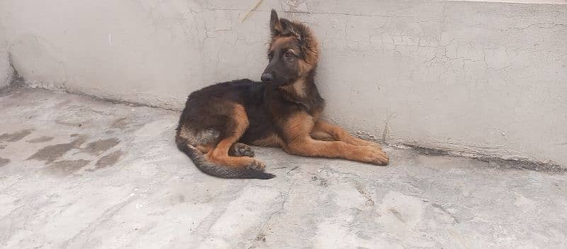 female german shepherd for sale 5