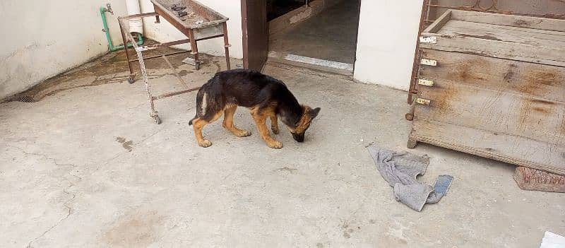 female german shepherd for sale 6