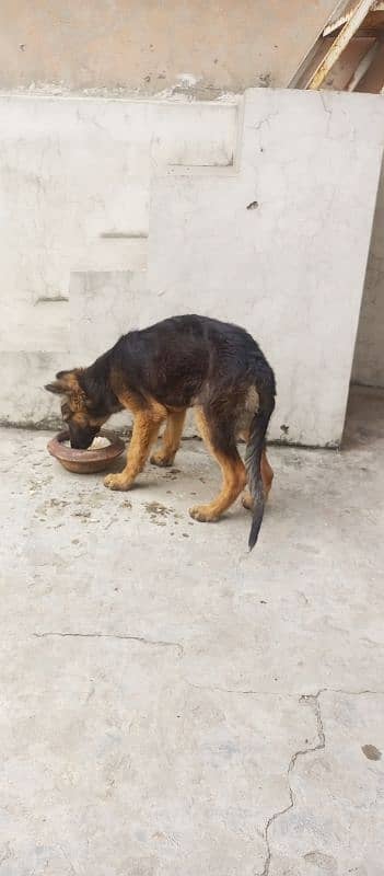 female german shepherd for sale 8