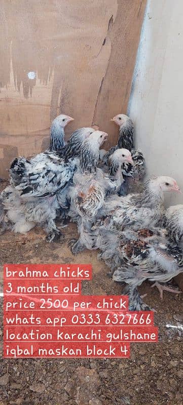 Berahma  fancy hen chick Light brahma Dark Brahma  Brehma fency chicks 8