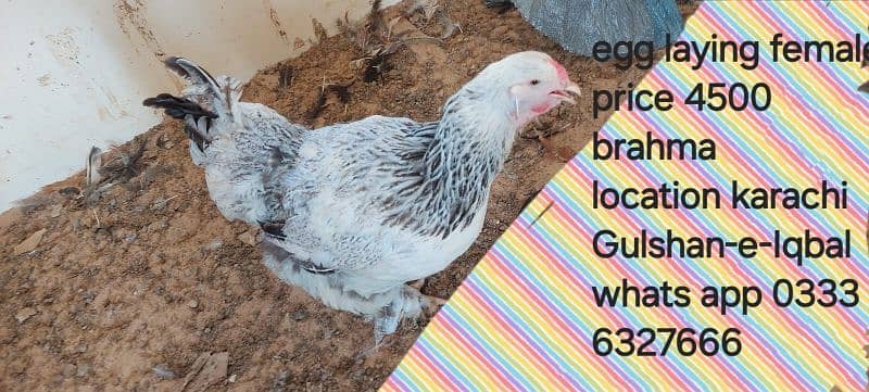 Berahma  fancy hen chick Light brahma Dark Brahma  Brehma fency chicks 0