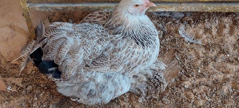 Berahma  fancy hen chick Light brahma Dark Brahma  Brehma fency chicks 3