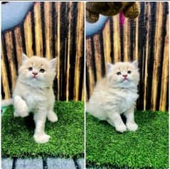 Persian kitten for sale raabta number 03287625932 WhatsApp