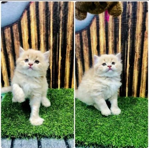 Persian kitten for sale raabta number 03287625932 WhatsApp 0