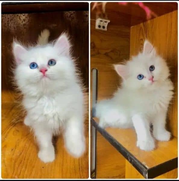 Persian kitten for sale raabta number 03287625932 WhatsApp 1