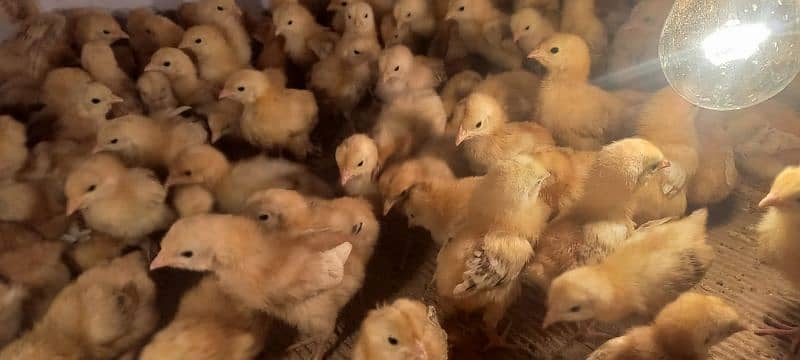 rir chicks | lohman chicks | Rhode Island Red chicks | 15 days 5