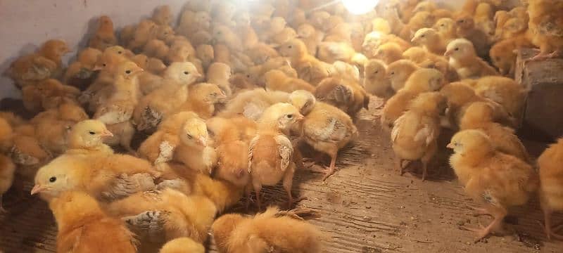 rir chicks | lohman chicks | Rhode Island Red chicks | 15 days 6