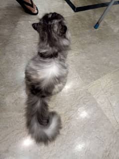 Persian cat triple cote grey colour