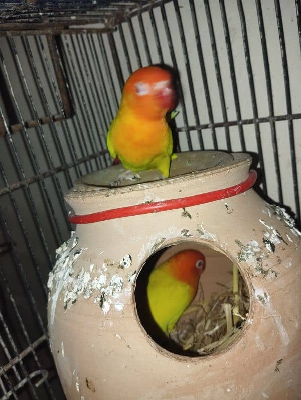 love bird lotino parsnata redeyes breeder nd bounded pair price 4650 6