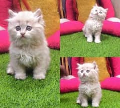 Persian kitten for sale raabta number 03287625932 WhatsApp