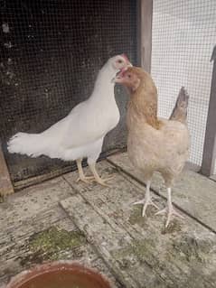 Pure desi hens egg laying for sale